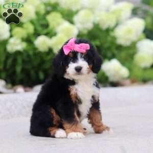 Gigi, Mini Bernedoodle Puppy